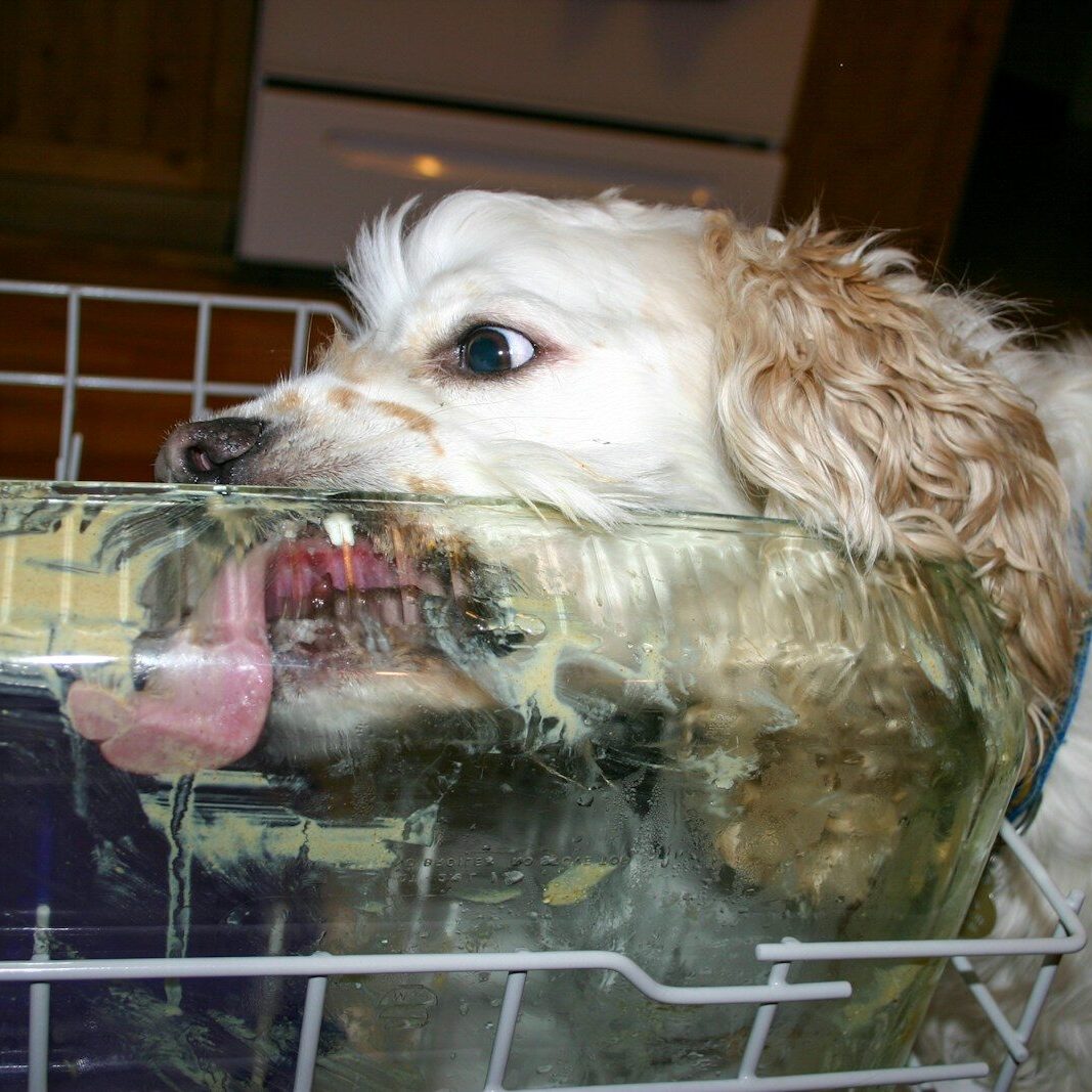 a dog with its mouth open in a dishwasher